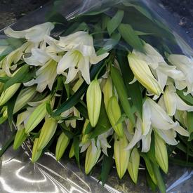 Букет из 7 белых лилий