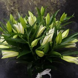 Букет из 7 белых лилий