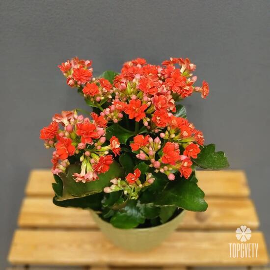 Каланхое Каландиво D12