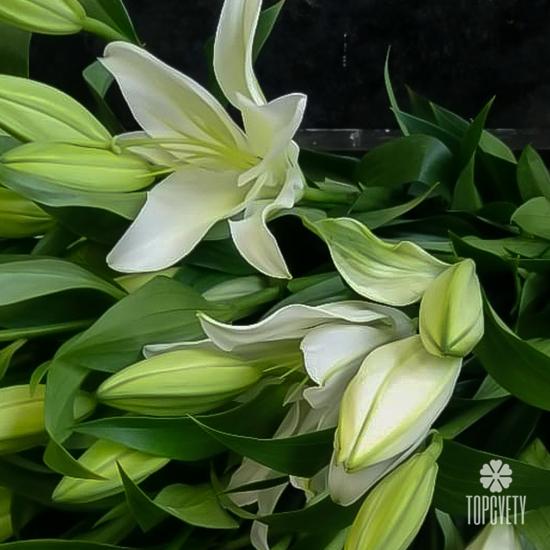 Букет из 9 белых лилий 