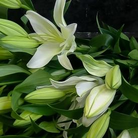 Букет из 9 белых лилий 