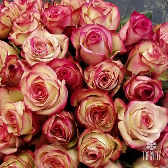 Букет из 55 розовых роз 