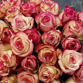 Букет из 55 розовых роз 