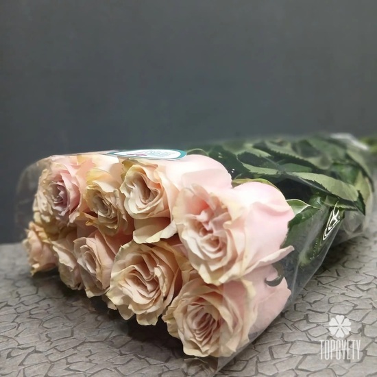 Пачка роз Помароса 70см (10шт)