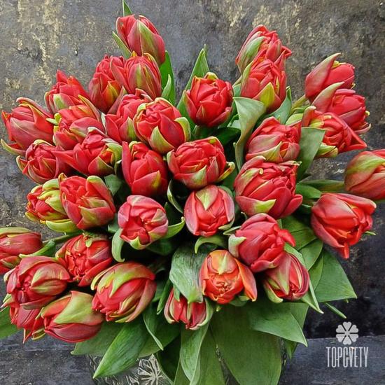Букет из 35 красных пионовидных тюльпанов 