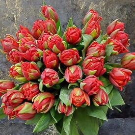 Букет из 35 красных пионовидных тюльпанов 