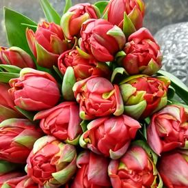 Букет из 35 красных пионовидных тюльпанов 
