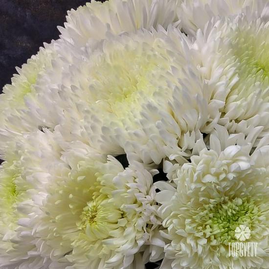 Букет из 15 белых хризантем