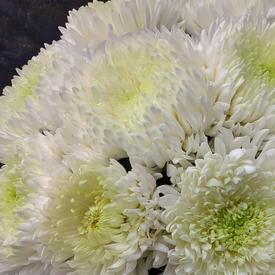 Букет из 15 белых хризантем