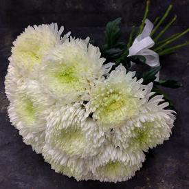 Букет из 15 белых хризантем