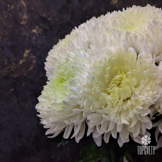 Букет из 15 белых хризантем