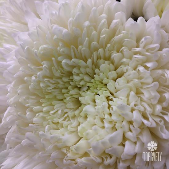 Букет из 15 белых хризантем