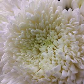 Букет из 15 белых хризантем