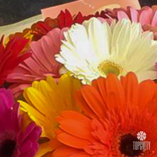 Букет из 15 гербер микс