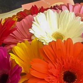 Букет из 15 гербер микс