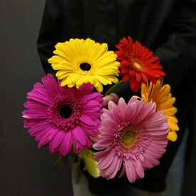 Букет из 5 гербер микс
