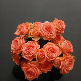 Букет из 5 коралловых кустовых роз 50см