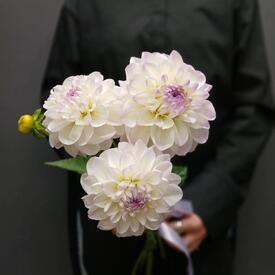 Букет из 3 георгин