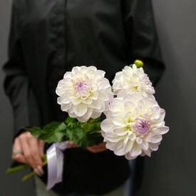Букет из 3 георгин
