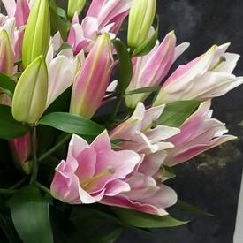 Букет из 9 розовых лилий