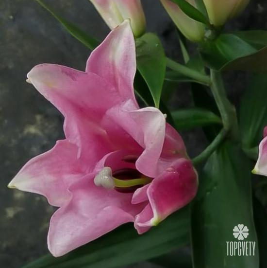 Букет из 9 розовых лилий