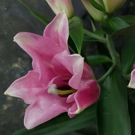 Букет из 9 розовых лилий