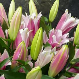 Букет из 9 розовых лилий