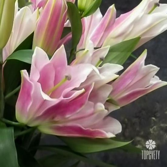 Букет из 9 розовых лилий