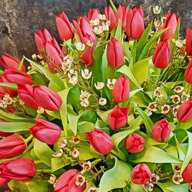 Букет из 101 красного тюльпана в коробке 