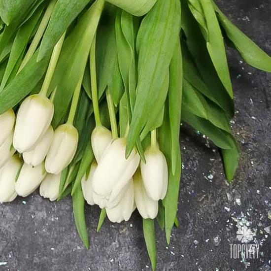 Букет из 35 белых тюльпанов 