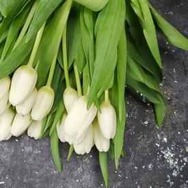 Букет из 35 белых тюльпанов 