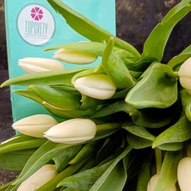 Букет из 35 белых тюльпанов 