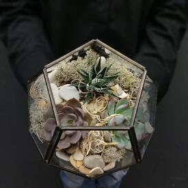 Флорариум Суккулентный калейдоскоп