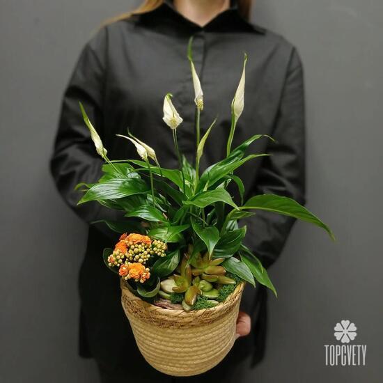 Композиция из горшечных растений Женское счастье 