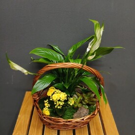 Композиция из горшечных растений Природа