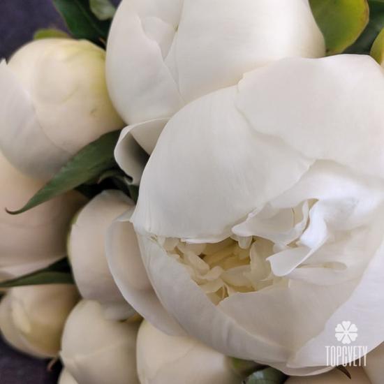 Букет из 13 белых пионов