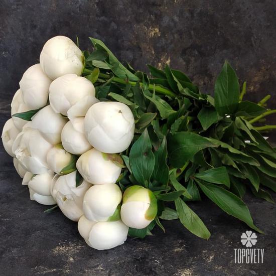 Букет из 13 белых пионов