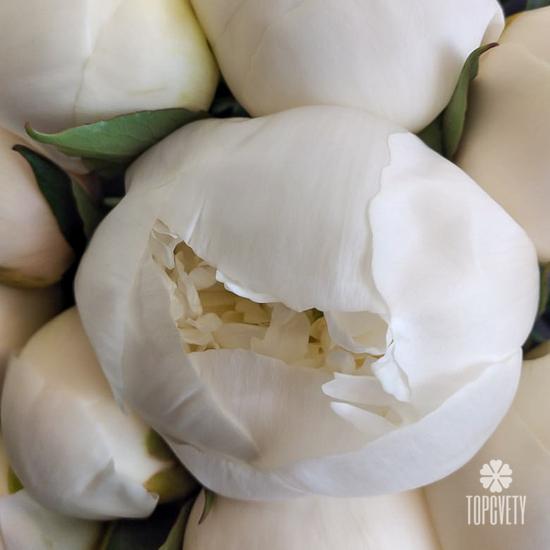 Букет из 13 белых пионов