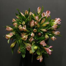 Букет из 9 розовых альстромерий