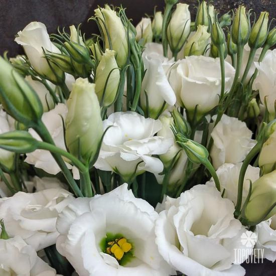 Букет из 15 белых эустом