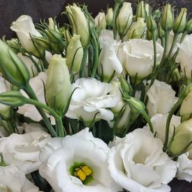 Букет из 15 белых эустом