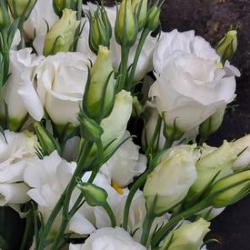 Букет из 15 белых эустом