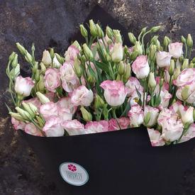 Букет из 15 розовых эустом