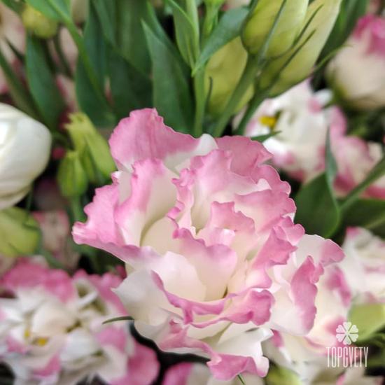 Букет из 15 розовых эустом