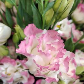 Букет из 15 розовых эустом