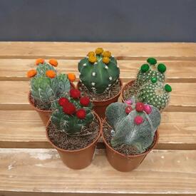 Кактусы 5 микс
