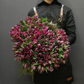 Букет из 51 фиолетовой альстромерии