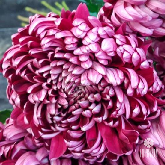 Букет из 15 бордовых хризантем Гилберт Пёрпл 