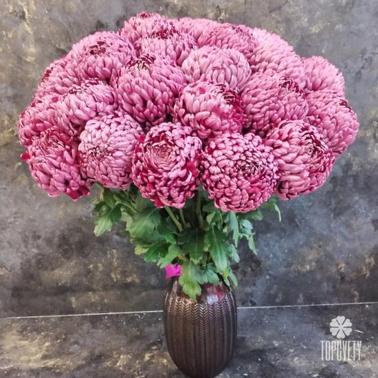 Букет из 15 бордовых хризантем Гилберт Пёрпл 