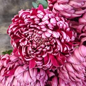 Букет из 15 бордовых хризантем Гилберт Пёрпл 